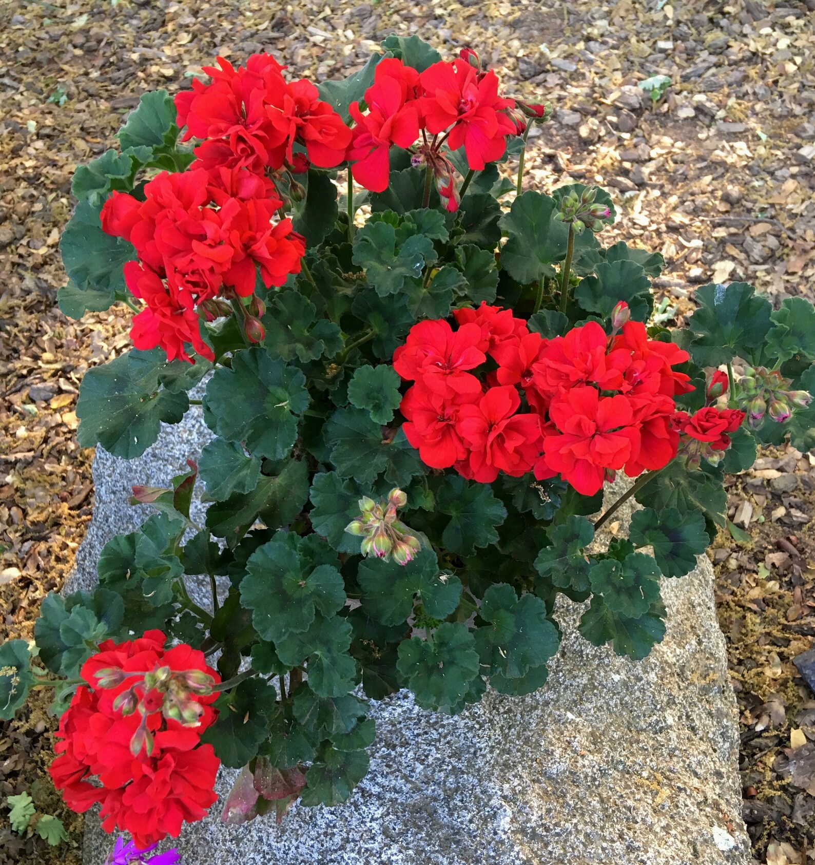Dark Red Geranium Pelargonium Hortorum Zonal Geranium Etsy
