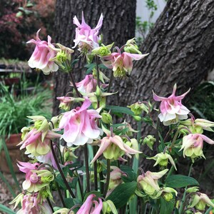 K&ouml;nnte beinhalten: Eine Gruppe von rosa und wei&szlig;en Akelei-Bl&uuml;ten mit gr&uuml;nen Bl&auml;ttern. Die Bl&uuml;ten sind in voller Bl&uuml;te und haben eine zarte, glockenf&ouml;rmige Erscheinung.
