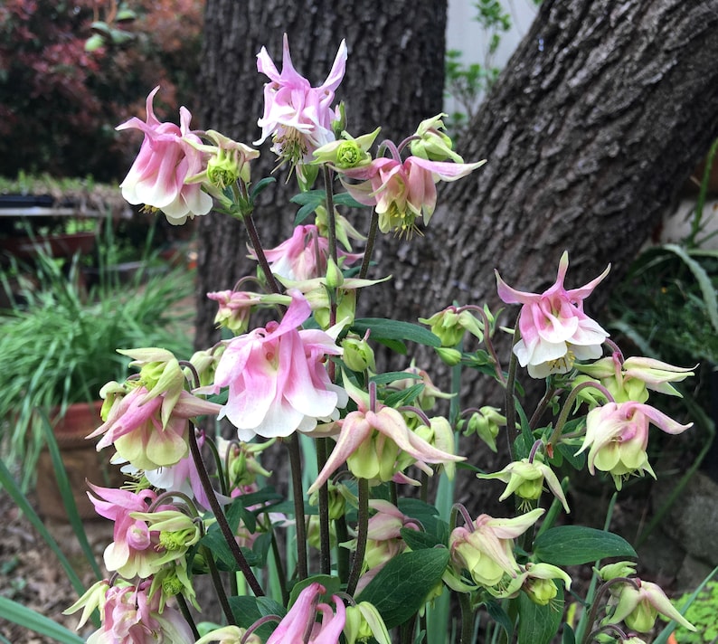 K&ouml;nnte beinhalten: Eine Gruppe von rosa und wei&szlig;en Akelei-Bl&uuml;ten mit gr&uuml;nen Bl&auml;ttern. Die Bl&uuml;ten sind in voller Bl&uuml;te und haben eine zarte, glockenf&ouml;rmige Erscheinung.