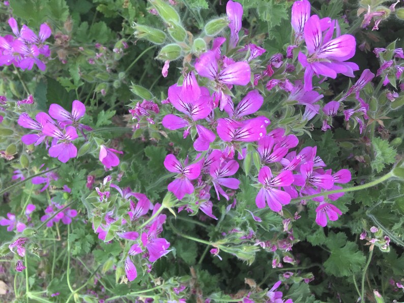 Scented Geranium 'pink Capitatum' Fruity Fragrant Etsy
