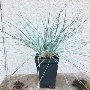 May include: A white ceramic mug with a black handle and the text "But First, Coffee" in a black, bold font. The mug is sitting on a wooden surface.