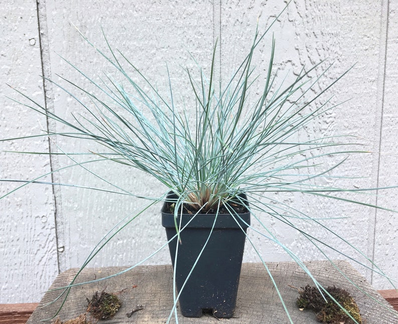 May include: A white ceramic mug with a black handle and the text "But First, Coffee" in a black, bold font. The mug is sitting on a wooden surface.