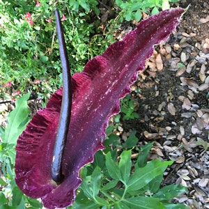 Dragon Arum (Dracunculus vulgaris) gothic exotic hardy perennial, rare tropical looking plant, easy to grow, 1 POTTED BULB afbeelding 7