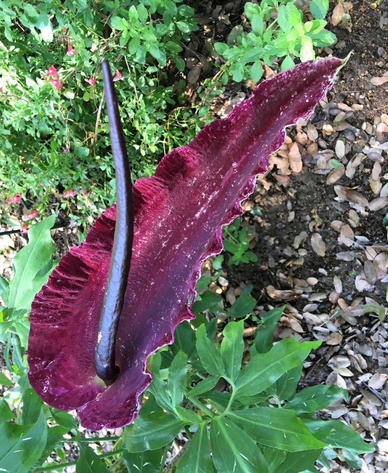 Dragon Arum (Dracunculus vulgaris) gothic exotic hardy perennial, rare tropical looking plant, easy to grow, 1 POTTED BULB afbeelding 7