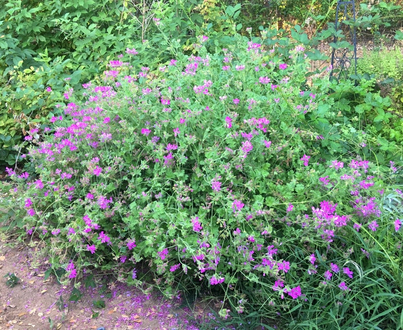 Scented Geranium 'pink Capitatum' Fruity Fragrant Etsy
