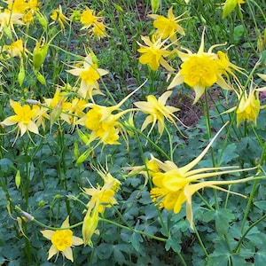 Golden Columbine (Aquilegia chrysantha) Hummingbird Garden, easy to grow LIVE POTTED PLANT