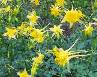 Golden Columbine (Aquilegia chrysantha) Hummingbird Garden, easy to grow LIVE POTTED PLANT