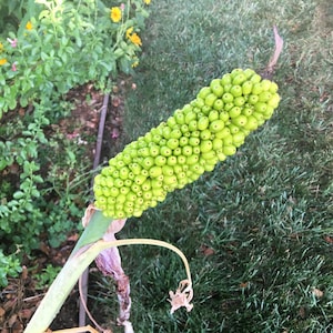 Dragon Arum (Dracunculus vulgaris) gothic exotic hardy perennial, rare tropical looking plant, easy to grow, 1 POTTED BULB afbeelding 8