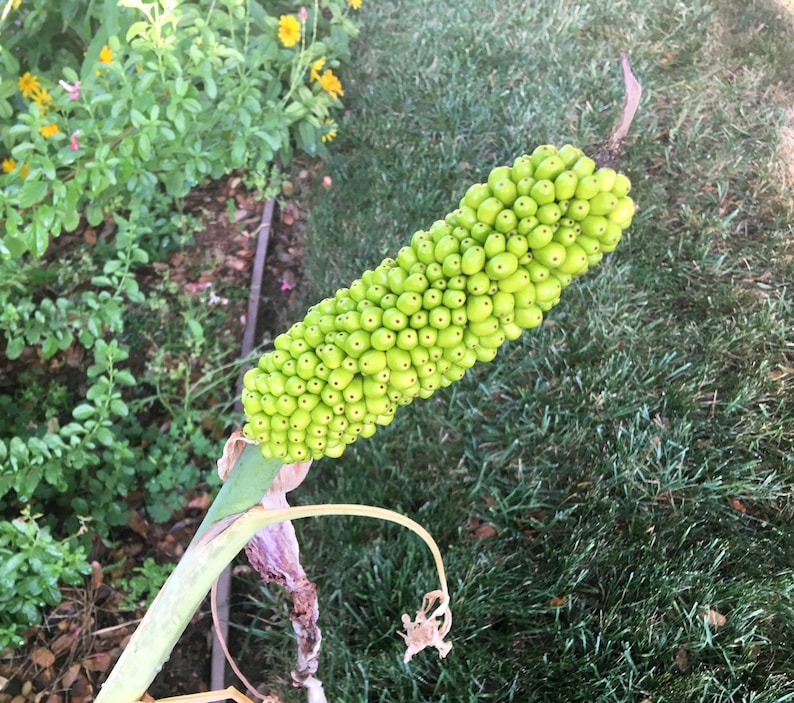 Dragon Arum (Dracunculus vulgaris) gothic exotic hardy perennial, rare tropical looking plant, easy to grow, 1 POTTED BULB afbeelding 8