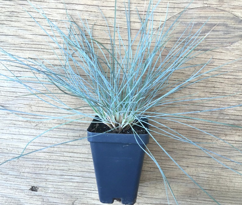 Blue Fescue ornamental grass (Festuca glauca 'Elijah's Blue'), drought tolerant perennial groundcover, LIVE PLANT image 1