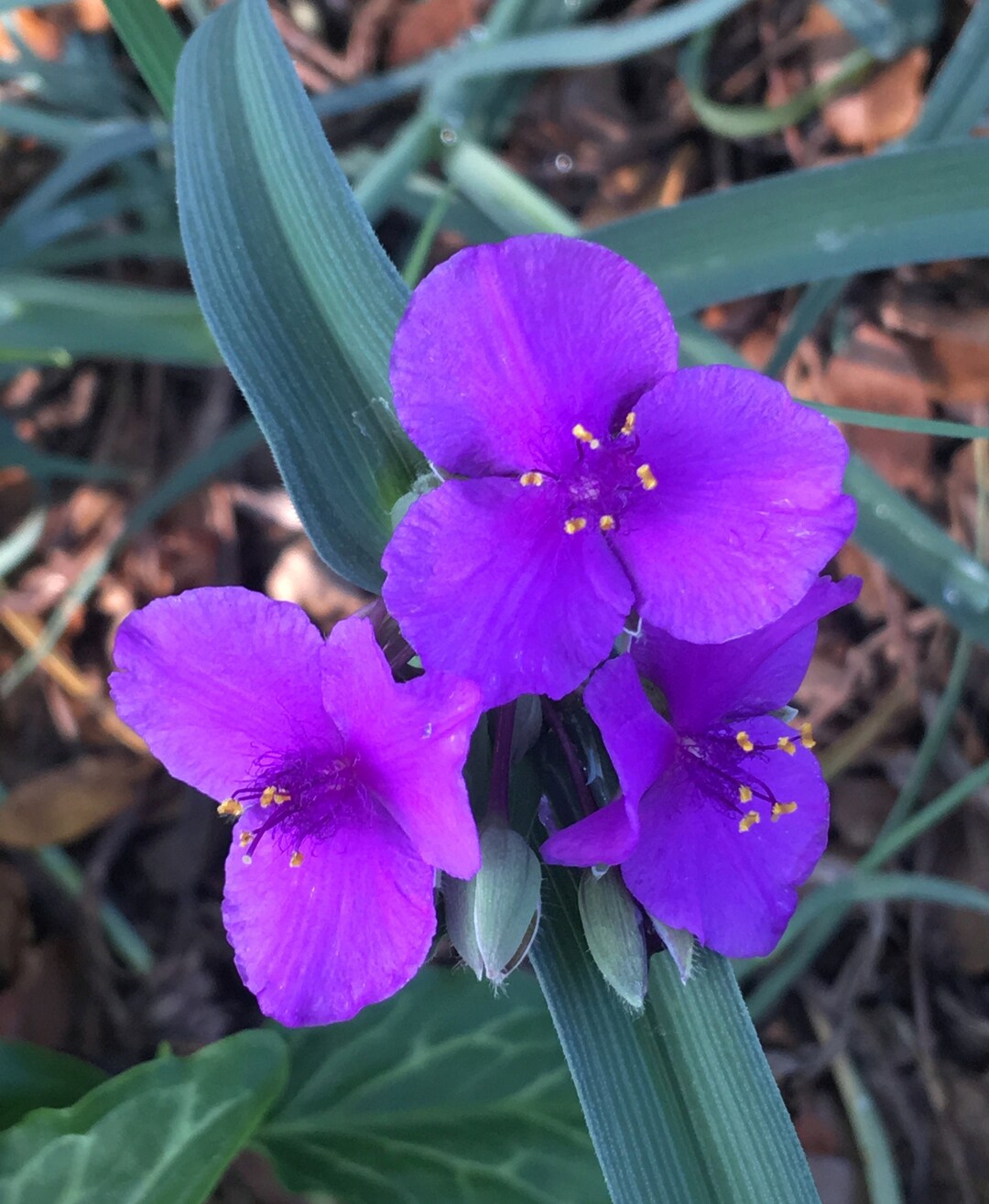 Tradescantia Andersoniana 'concord Grape', Spiderwort, Spider Lily