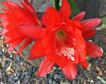 Epiphyllum, Red Orchid Cactus, Disocactus ackermanii, easy to grow tropical houseplant, large blooming, POTTED PLANT rooted with new growth