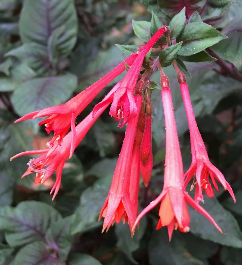 Fucsia Gartenmeister (Fuchsia triphylla), exótica flor naranja, favorita de los colibríes, planta de patio que ama la sombra, PLANTA VIVA EN MACETA imagen 1