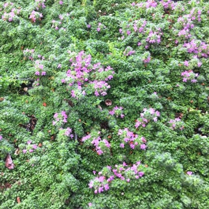 Miniature Creeping Thyme Elfin, Thymus serpyllum, fragrant groundcover for sun, tolerates foot traffic, attracts pollinators, LIVE PLANT image 1