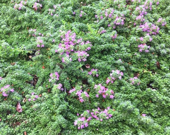 Miniature Creeping Thyme Elfin (Thymus serpyllum) fragrant groundcover for sun, tolerates foot traffic, attracts pollinators, STARTER  PLANT