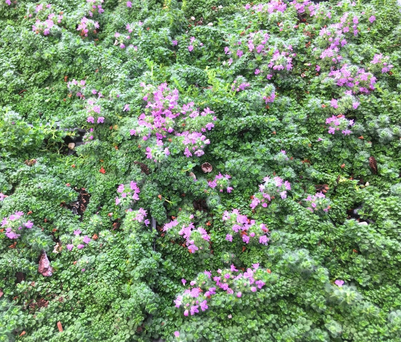 Miniature Creeping Thyme Elfin, Thymus serpyllum, fragrant groundcover for sun, tolerates foot traffic, attracts pollinators, LIVE PLANT image 1