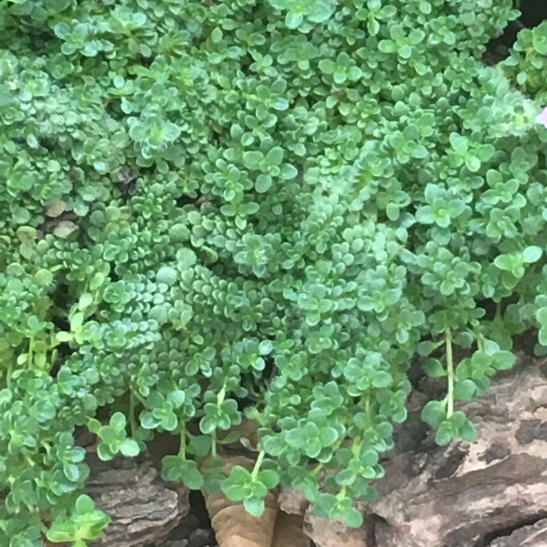 Miniature Creeping Thyme Elfin, Thymus serpyllum, fragrant groundcover for sun, tolerates foot traffic, attracts pollinators, LIVE PLANT image 5