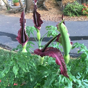 Dragon Arum (Dracunculus vulgaris) gothic exotic hardy perennial, rare tropical looking plant, easy to grow, 1 POTTED BULB afbeelding 6