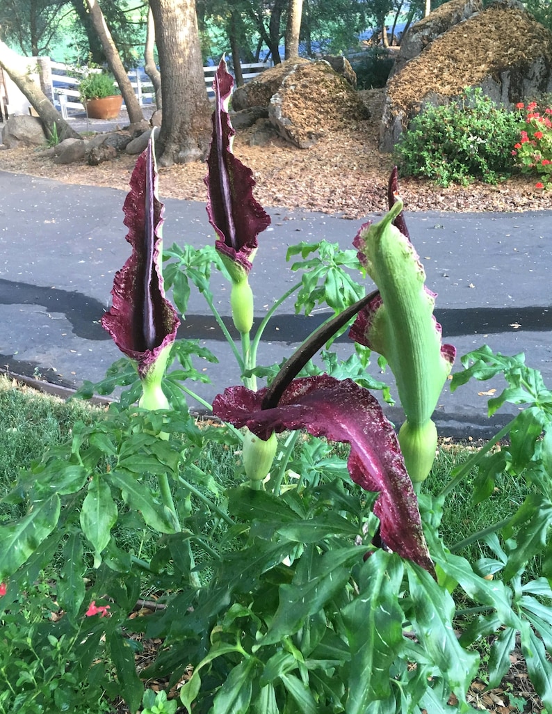 Dragon Arum (Dracunculus vulgaris) gothic exotic hardy perennial, rare tropical looking plant, easy to grow, 1 POTTED BULB afbeelding 6