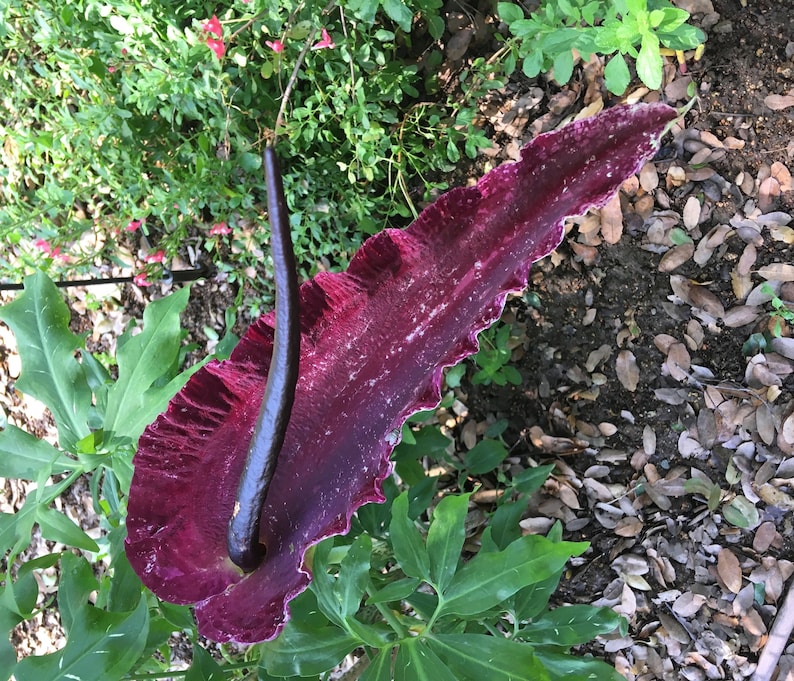 Dragon Arum (Dracunculus vulgaris) gothic exotic hardy perennial, rare tropical looking plant, easy to grow, 1 POTTED BULB afbeelding 1