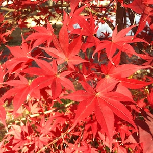 May include: Close-up of a Japanese maple tree with vibrant red leaves. The leaves are arranged in a cluster, showcasing the intricate details of their shape and texture.