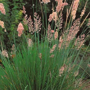 May include: A clump of tall, green ornamental grass with feathery pink flower plumes.