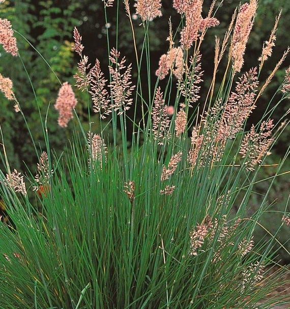 Ruby Grass (Melinus nerviglumis, Rhynchelytrum nerviglumis) Bristle-Leaved Redtop Grass, ornamental grass, LIVE POTTED PLANT