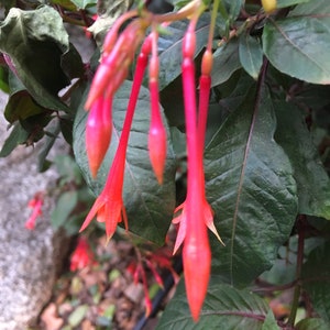 Fucsia Gartenmeister (Fuchsia triphylla), exótica flor naranja, favorita de los colibríes, planta de patio que ama la sombra, PLANTA VIVA EN MACETA imagen 5