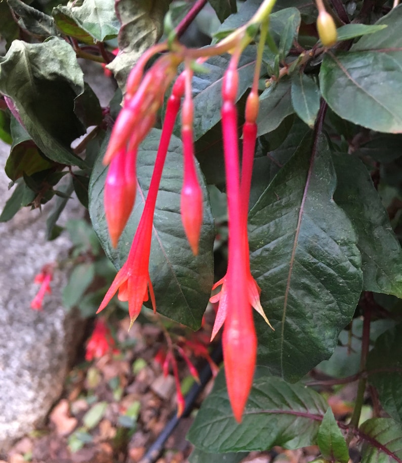 Fucsia Gartenmeister (Fuchsia triphylla), exótica flor naranja, favorita de los colibríes, planta de patio que ama la sombra, PLANTA VIVA EN MACETA imagen 5