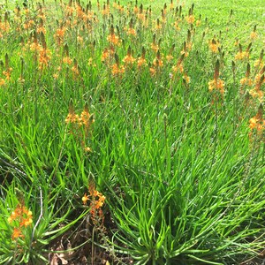 Bulbine frutescens, Orange Stalked Bulbine, Burn Jelly Plant, Snake Flower, evergreen groundcover, flowering succulent, 2 LIVE PLANTS image 2