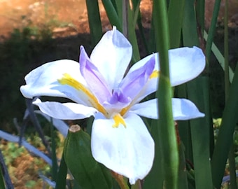 White African Iris  (Dietes iridioides) Butterfly Iris, Fortnight Lily, drought tolerant, easy to grow evergreen perennial, 2 LIVE PLANTS