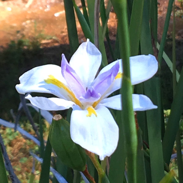 White African Iris, Dietes iridioides, Butterfly Iris, Fortnight Lily, drought tolerant, easy to grow evergreen perennial, 3 LIVE PLANTS