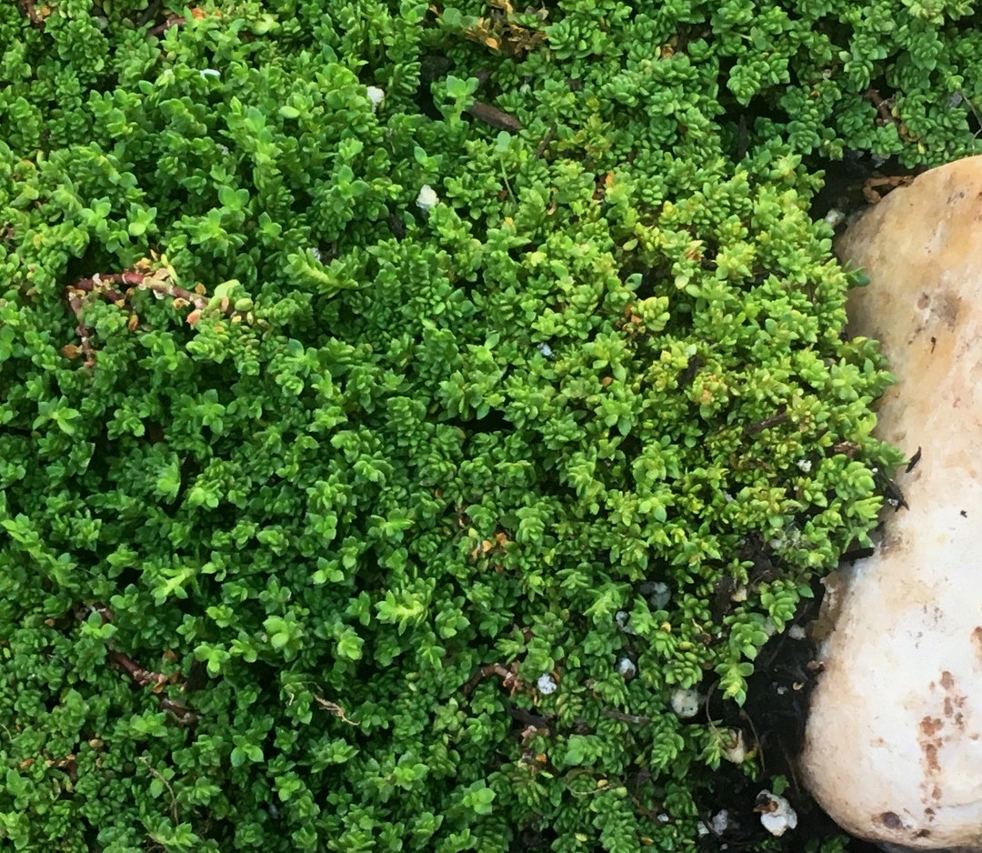 Smooth Rupturewort, Herniaria Glabra, Low Growing Green Carpet Plant, a