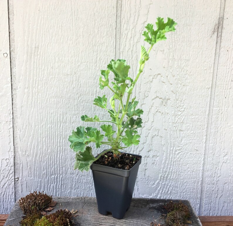 Scented Geranium 'pink Capitatum' Fruity Fragrant Etsy