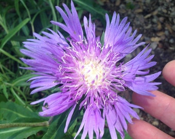 Stokesia 'Blue Danube', Stoke's Aster, Cornflower Aster, easy to grow,  butterflies and hummingbirds friendly, POTTED PLANT