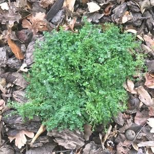 Miniature Creeping Thyme Elfin, Thymus serpyllum, fragrant groundcover for sun, tolerates foot traffic, attracts pollinators, LIVE PLANT image 4