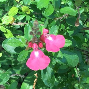 Puede incluir: Dos flores rosadas con centros blancos florecen en un arbusto verde frondoso.