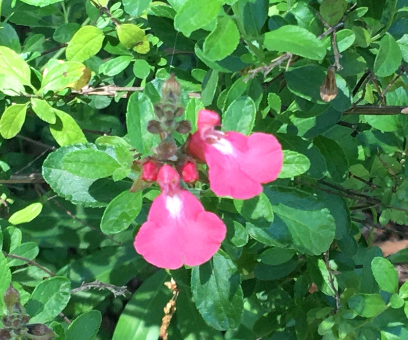 Puede incluir: Dos flores rosadas con centros blancos florecen en un arbusto verde frondoso.