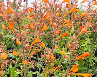 Hummingbird Mint ‘Apricot Sprite’ (Agastache aurantiaca) pollinator favorite, fragrant perennial, live POTTED PLANT, NEW for 2026