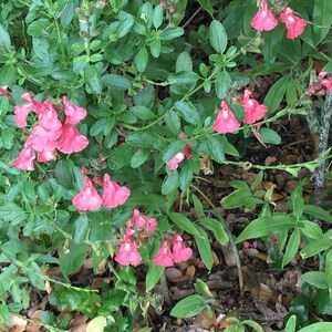 Puede incluir: Primer plano de un arbusto con flores rosas. Las flores est&aacute;n en flor y tienen forma de trompeta. El arbusto es verde y frondoso.