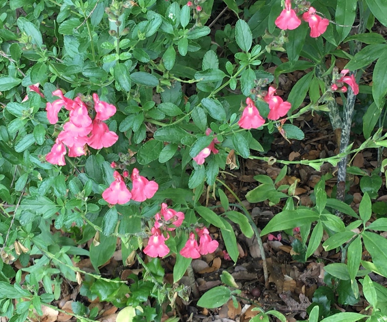 Puede incluir: Primer plano de un arbusto con flores rosas. Las flores est&aacute;n en flor y tienen forma de trompeta. El arbusto es verde y frondoso.