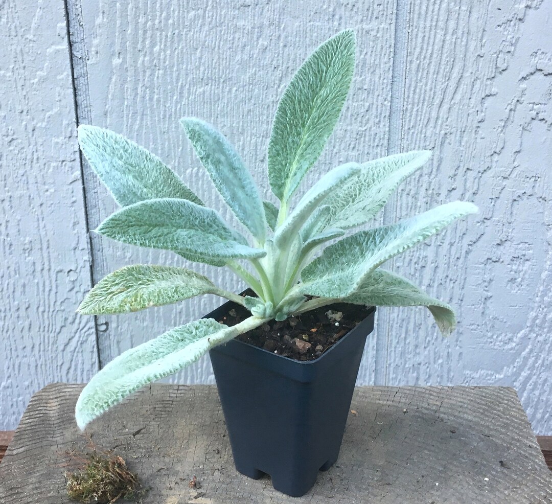 Lamb's Ear Plant, Stachys Byzantina 'silver Carpet', Hardy Perennial