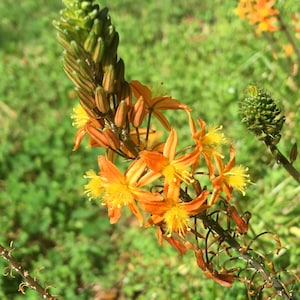 Bulbine frutescens, Orange Stalked Bulbine, Burn Jelly Plant, Snake Flower, evergreen groundcover, flowering succulent, 2 LIVE PLANTS image 4