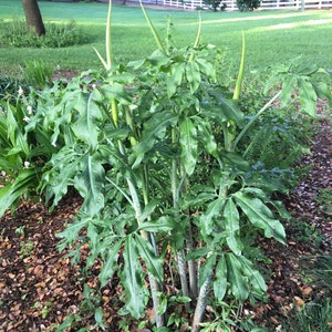 Dragon Arum (Dracunculus vulgaris) gothic exotic hardy perennial, rare tropical looking plant, easy to grow, 1 POTTED BULB afbeelding 3