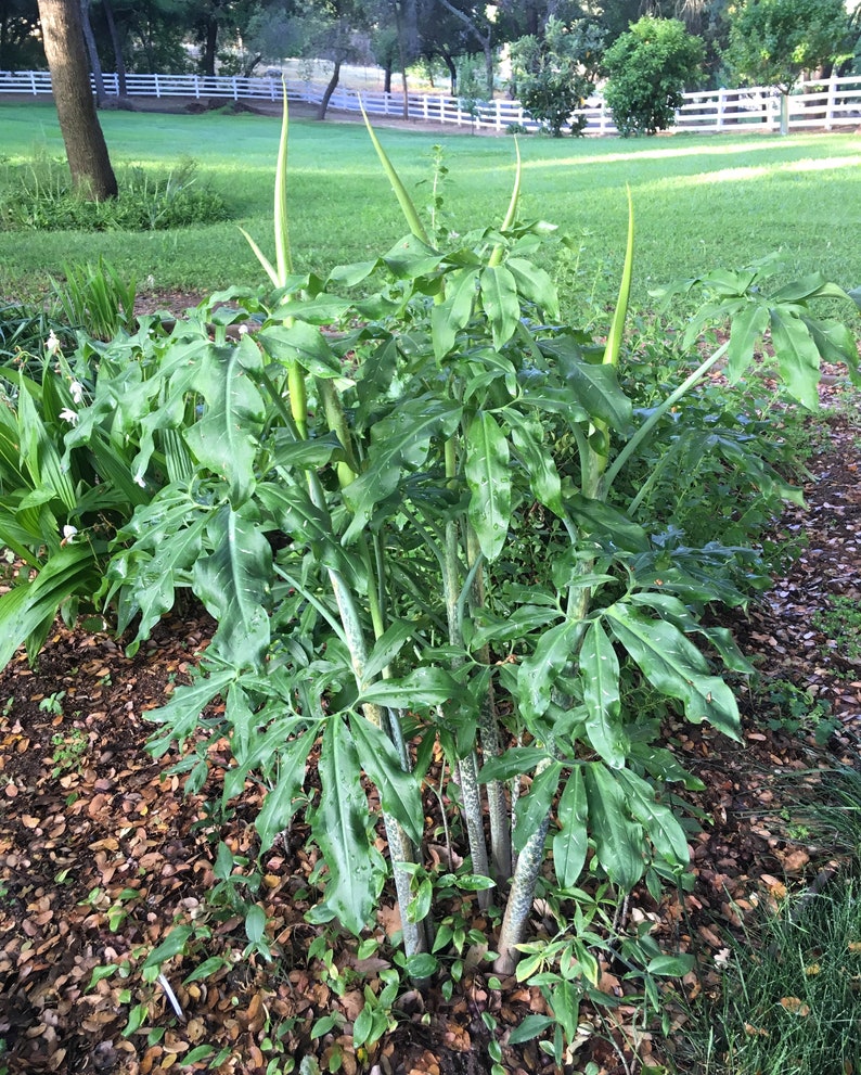 Dragon Arum (Dracunculus vulgaris) gothic exotic hardy perennial, rare tropical looking plant, easy to grow, 1 POTTED BULB afbeelding 3