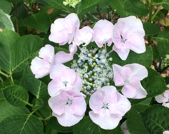 Lacecap Big Leaf Hydrangea Pink and Blue (Hydrangea macrophylla) Hortensia, fast growing perennial shrub, easy to grow, LIVE POTTED PLANT