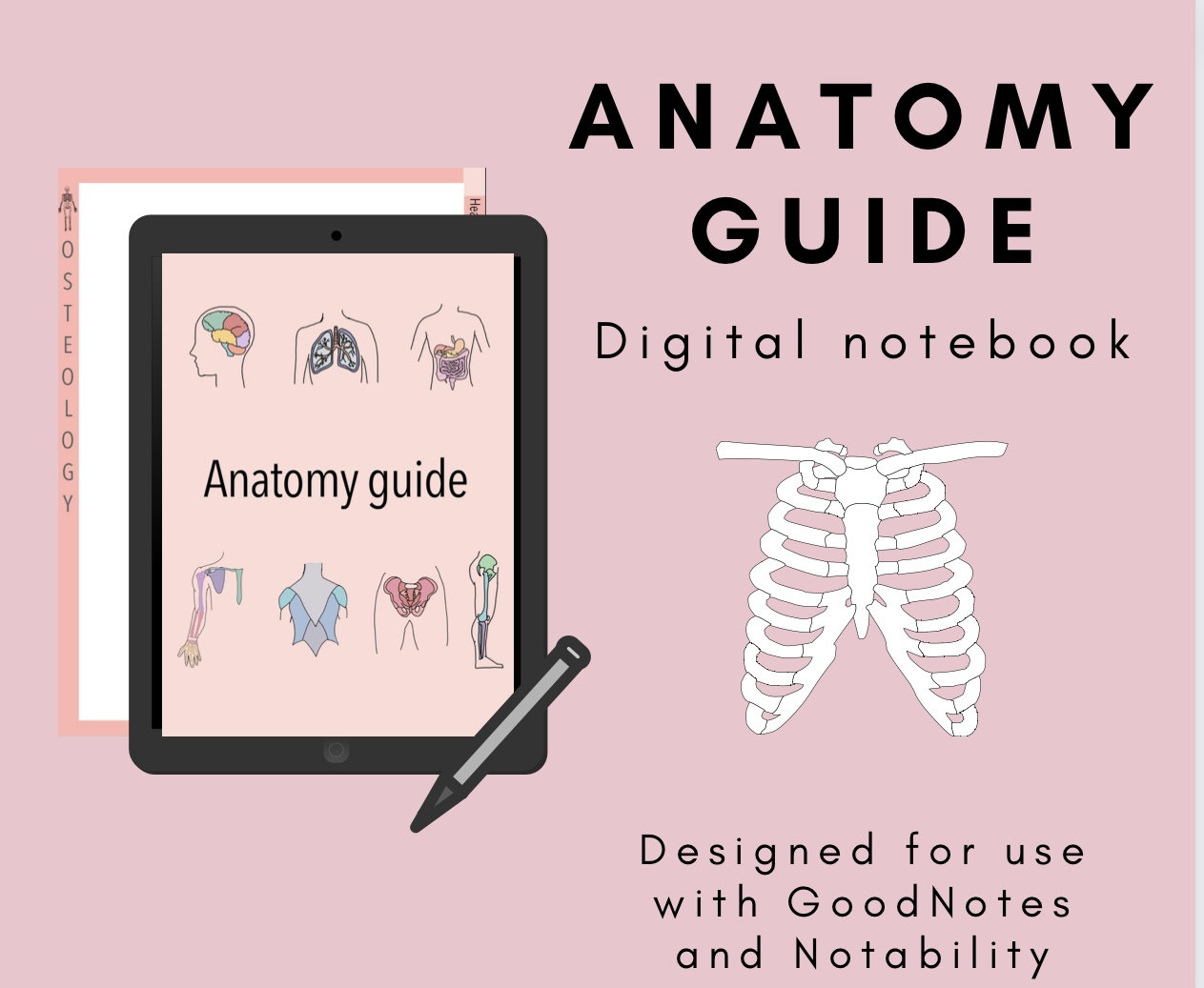 Anatomy Digital Notebook for Goodnotes/ Notability for Medical/ Nursing ...