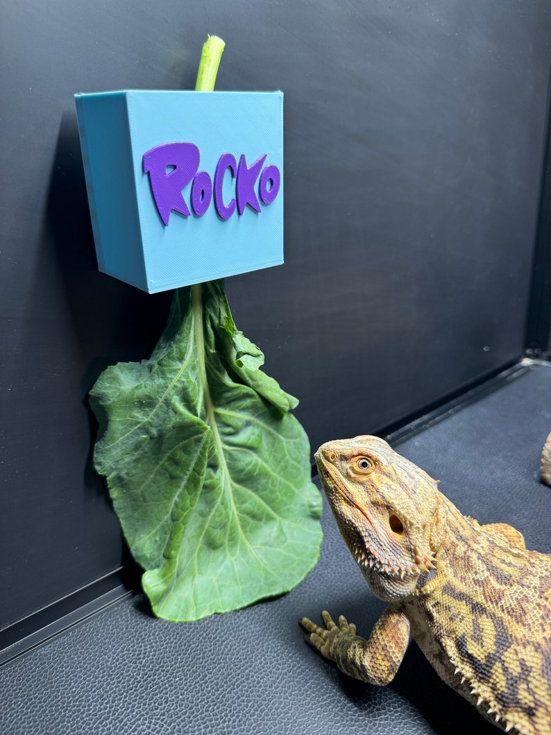 May include: A light blue plastic container with the word "Rocko" printed in purple. A green leafy vegetable is hanging from the container. A bearded dragon lizard is looking up at the vegetable.