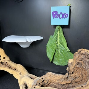 May include: A black background with a white ceramic dish, a green leafy vegetable, and a light blue sticky note with the word "Rocko" written in purple. A brown piece of driftwood is in the foreground.