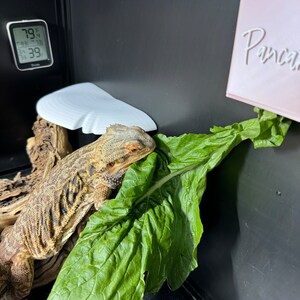 May include: A bearded dragon lizard eating a large green leaf. The lizard is brown and has a white beard. The leaf is hanging from a white shelf. The temperature is 79 degrees Fahrenheit. The word "Panca" is written on a pink sign.